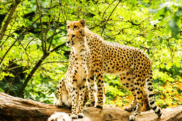 Two cheetahs Acinonyx jubatus.