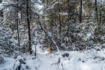 Waldstück im Winter an der Isar bei Wolfratshausen