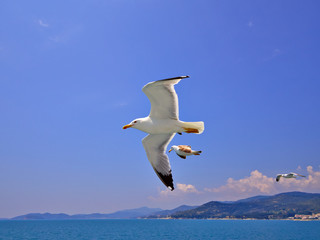 Fototapeta na wymiar Seagulls in flight closeup. Natural background.