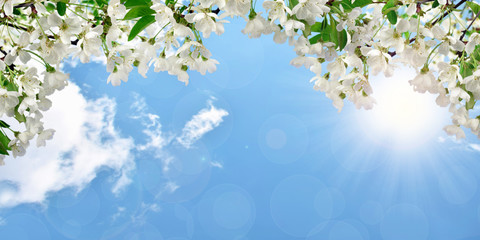 Flowering cherry, sky with clouds, shining sun. Spring backgroun