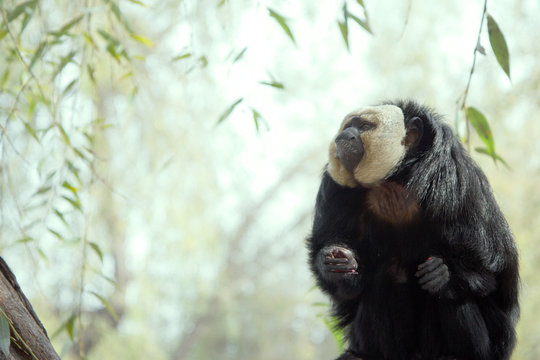 Cute smart monkey on the green blurred background. Copyspace for text.