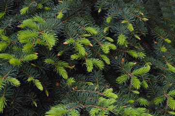 Small cones on spruce branches. Close-up. Walk in nature.
