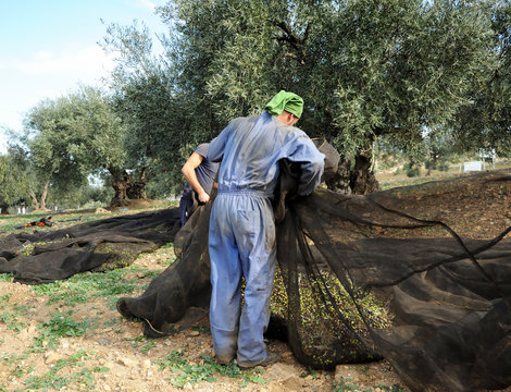 Aceitunero en la cosecha de la aceituna, España