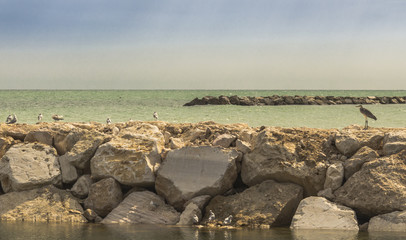 Fototapeta na wymiar Grey heron relaxing on the rocks of adriatic sea, Italy