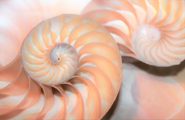 shell nautilus pearl Fibonacci sequence symmetry cross section spiral shell structure golden ratio...