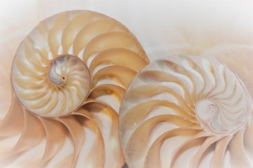 nautilus shell section background spiral section symmetry cross section spiral half fibonacci...