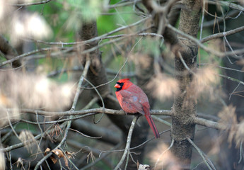 Cardinal on a tree branch.