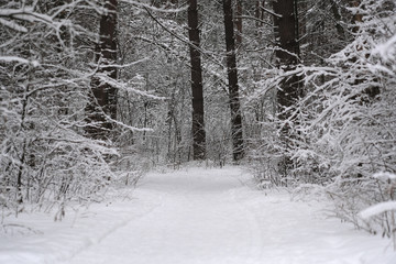 the image of a winter forest