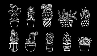 Home cactus and succulents in pots hand drawn sketch
