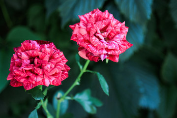 Two roses on  background of green leaves