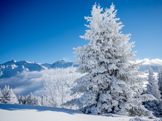 Snow covered trees in the Alps - 1