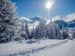 Fototapeta na wymiar Snow covered trees in the Alps - 2
