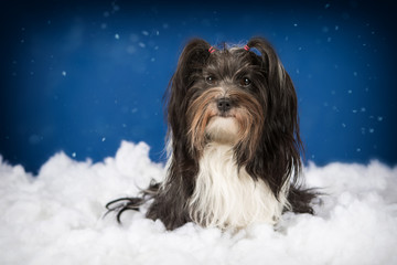 havanese dog winter studio