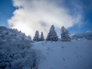 Snow covered trees in the Alps - 3