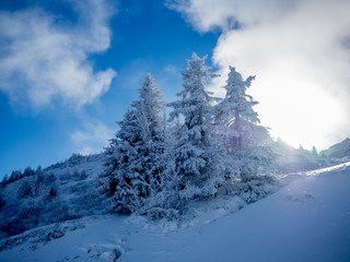 Snow covered trees in the Alps - 5