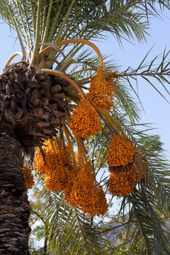 Date palm with bunches of ripening fruit
