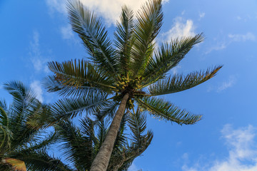 Fototapeta na wymiar Palm tree and sky.