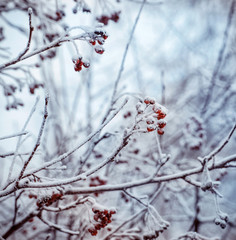 Winter background with branches of the red mountain ash covered with hoarfrost. Winter frosty trees on snow white background. Snow winter in town.