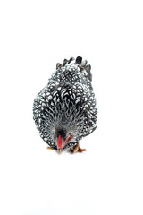 Wyandotte bantam Chicken silver laced isolated white background