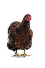 Wyandotte Chicken golden laced isolated in white background