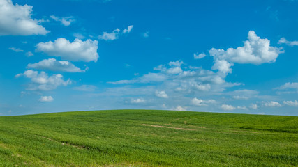Fototapeta na wymiar agricultural landscape. the beautiful green field under the blue cloudy sky. shoots of grain crops