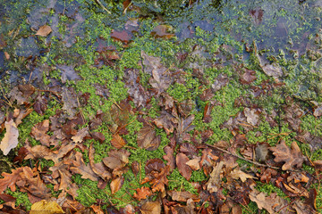 Autumn oak leaves and moss in the water. Texture of weeping fallen leaves. 