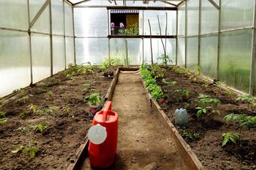 greenhouse with seedling of tomatoes