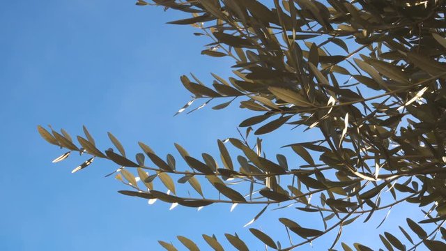 Olive tree branches in a sunny day