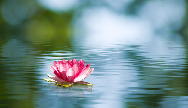 Fototapeta Beautiful lotus flower on the water in a park close-up.