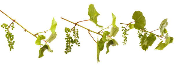 young grapes on a vine with leaves. isolated on white background