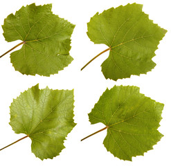 Green grape leaf. isolated on white background