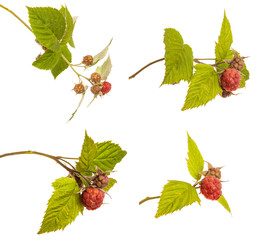 Ripe raspberry on a branch with leaves. isolated on white backgr