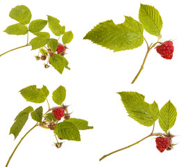 Ripe raspberry on a branch with leaves. isolated on white backgr