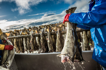 Fisherman with a fish on the Lofoten island - obrazy, fototapety, plakaty