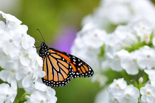 Monarch butterfly feeding on white phlox flowers