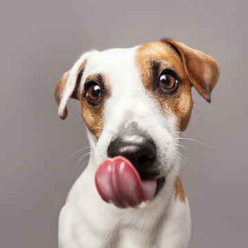Licking dog with long tongue