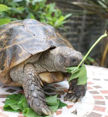 Tortoise, mediteranean spur thighed, eating salad leaves