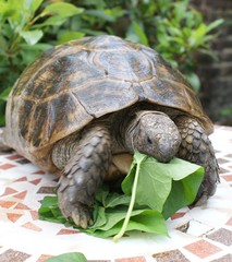 Tortoise, mediteranean spur thighed, eating salad leaves