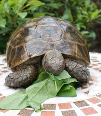 Tortoise, mediteranean spur thighed, eating salad leaves