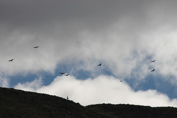 cóndores volando