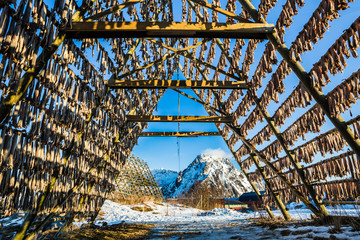 Obraz premium Racks full of dried codfish, Svolvaer, Lofoten, Norway