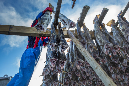 Fisherman With A Fish On The Lofoten Island