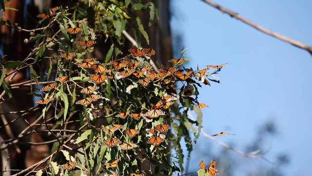 Monarch butterflies rest and fly in Pismo Beach Monarch grove