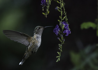 Broad-Tailed Hummingbird - Early Morning Buffet