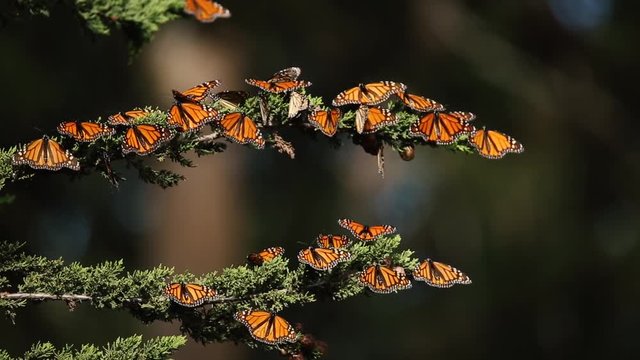 Monarch butterflies rest and fly in Pismo Beach Monarch grove