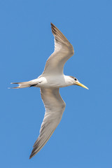 Fototapeta na wymiar Great crested tern, sea bird, Polynesia, flight 