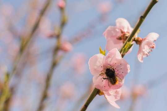 Honey bee collecting pollen from flowers