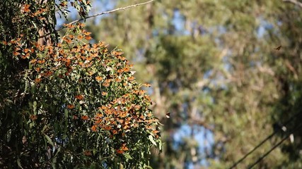 Monarch butterflies rest and fly in Pismo Beach Monarch grove