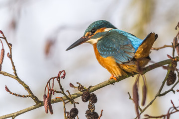 Eisvogel (alcedo atthis)