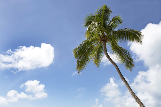 Palm tree in front of blue sky